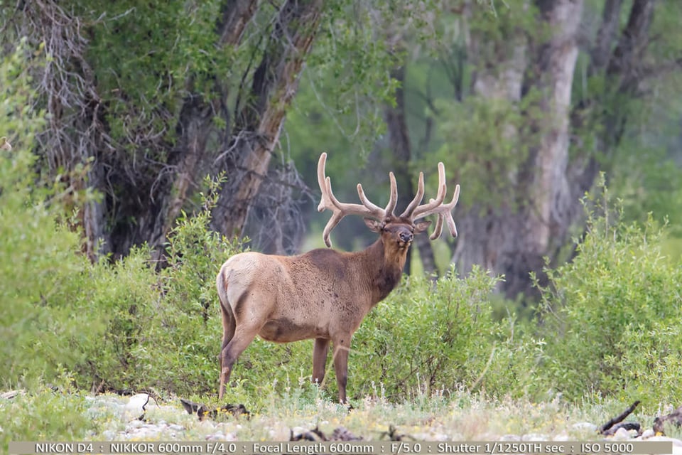 Elk in Creek Area of Grand Tetons Elk in Creek Area of Grand Tetons