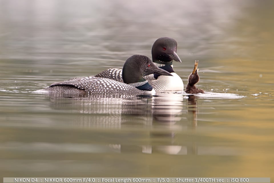 Loons Feeding Baby Fish