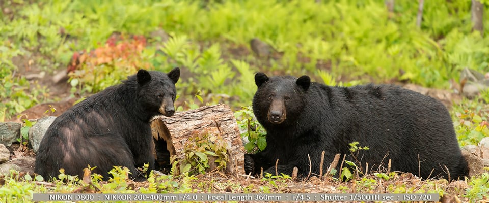 Large Nale Black bear with his Sow