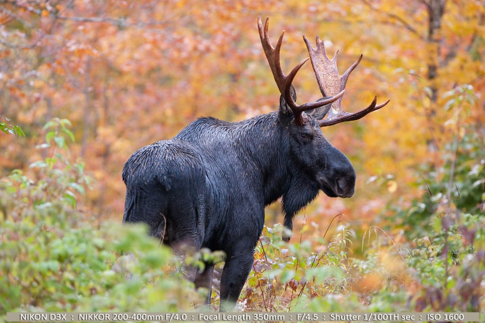 Bull Moose in Foliage