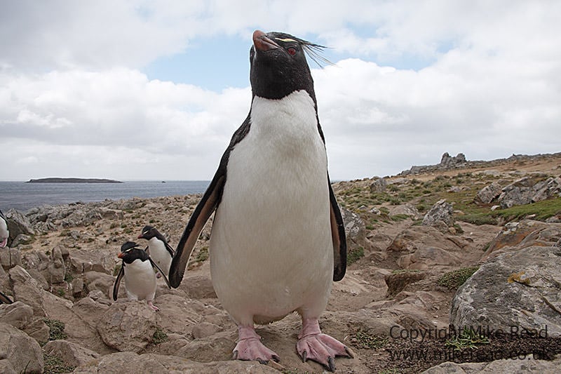 Rockhopper Penguin