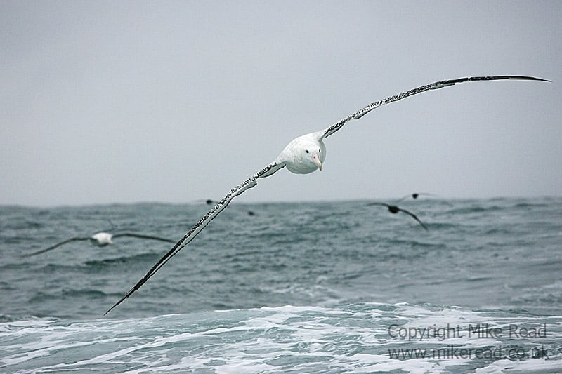 Wandering albatross Diomedia exulans in flight over sea Kaikoura New Zealand