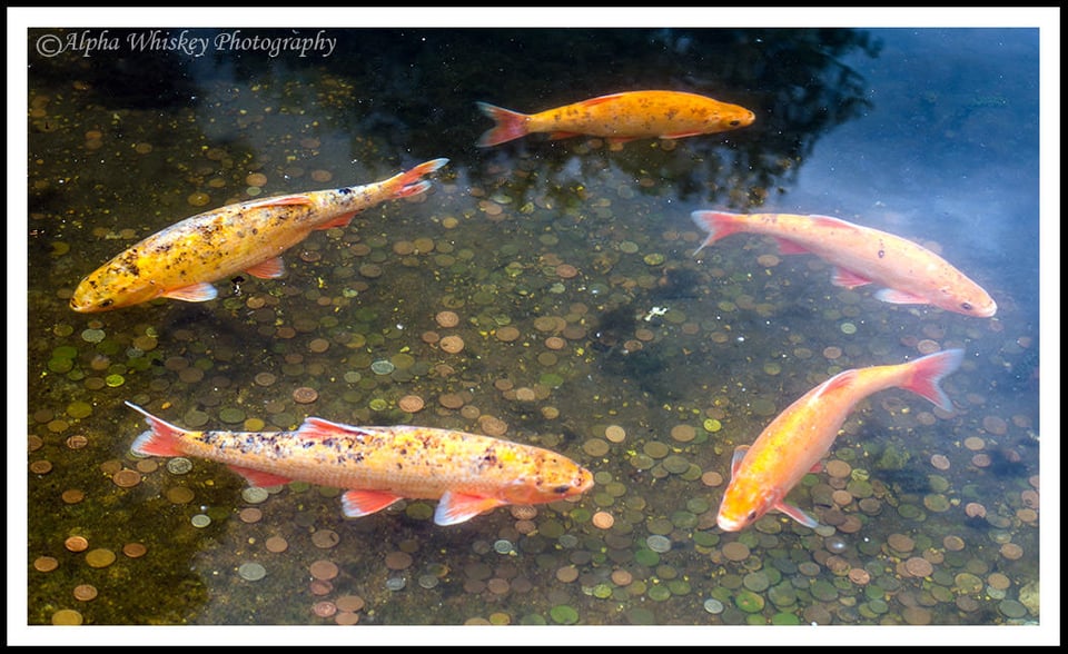 29 Chartwell Goldfish