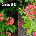 Camera JPEG vs Adobe RAW