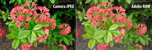 Camera JPEG vs Adobe RAW