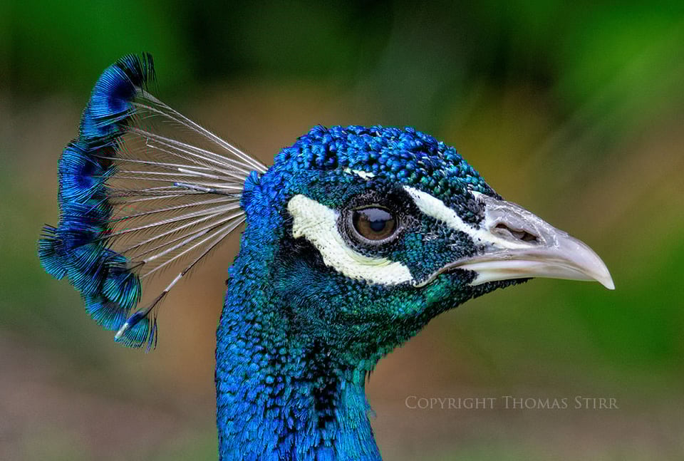 Tamron SP 150-600mm Sample Image #6
