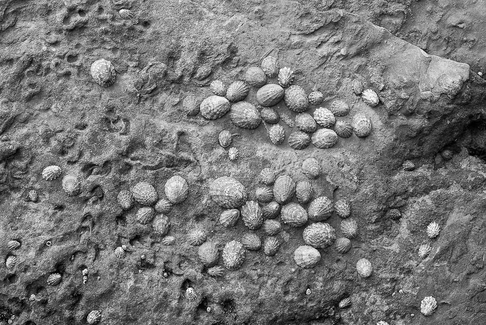 Verm Limpets Point Lobos