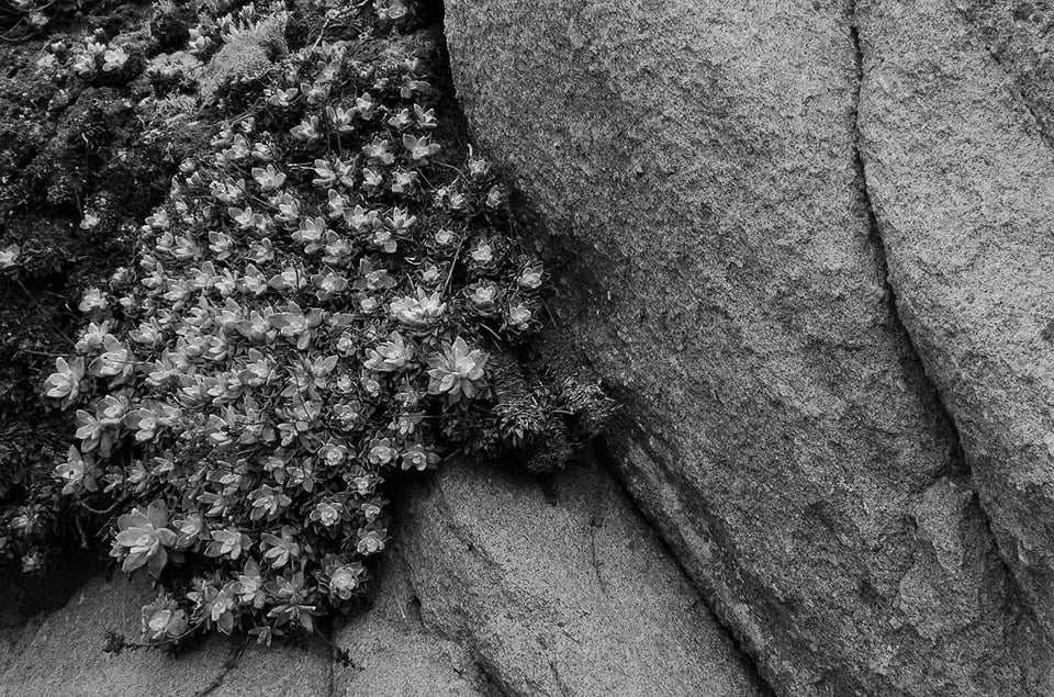 Verm Succulent Point Lobos