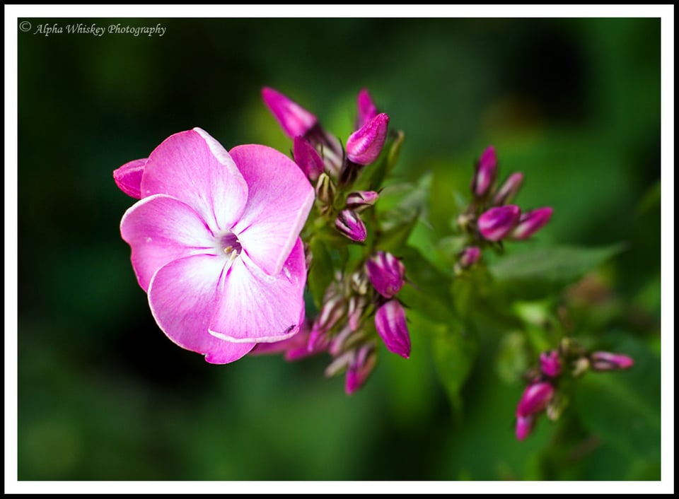 1 Flower St James's Park