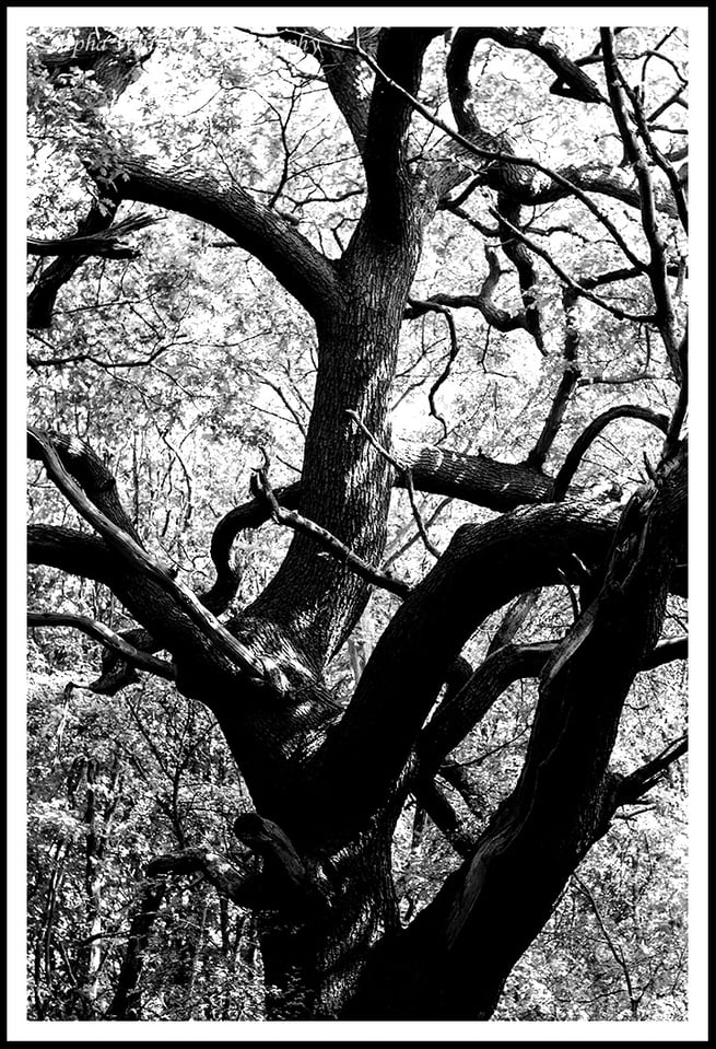 B+W Trunk