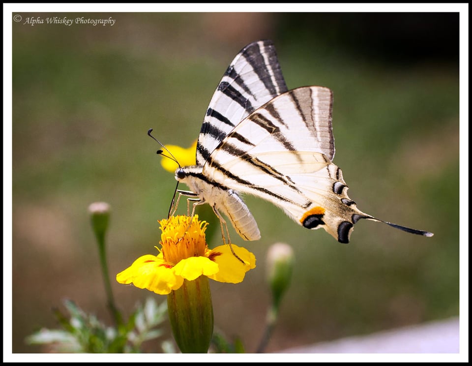 20  Butterfly Plovdiv