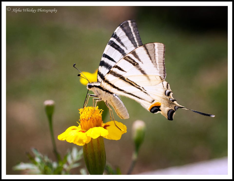 20 Butterfly Plovdiv 20 Butterfly Plovdiv