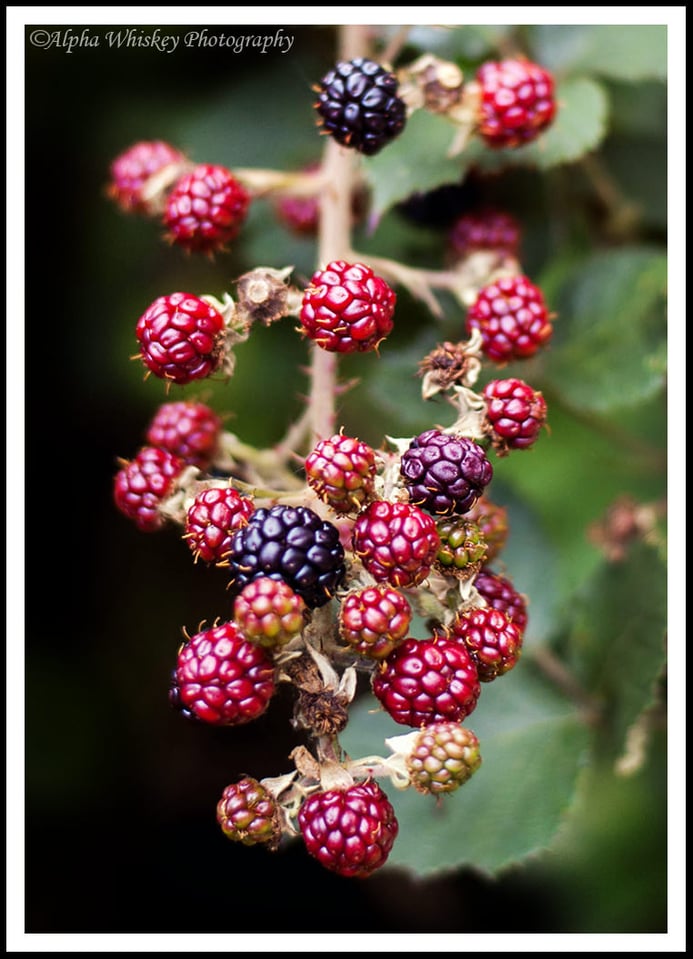 Berries