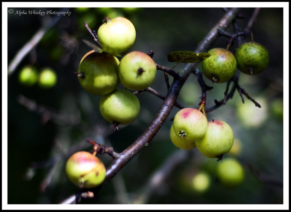 Apples