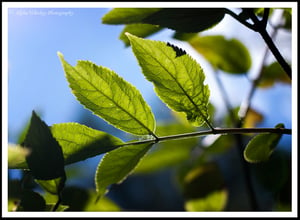 Leaves