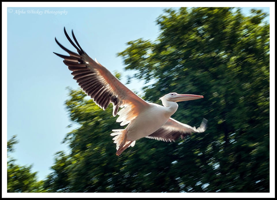 8 Pelican St James's Park