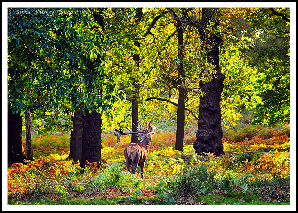 9 Stag Richmond Park