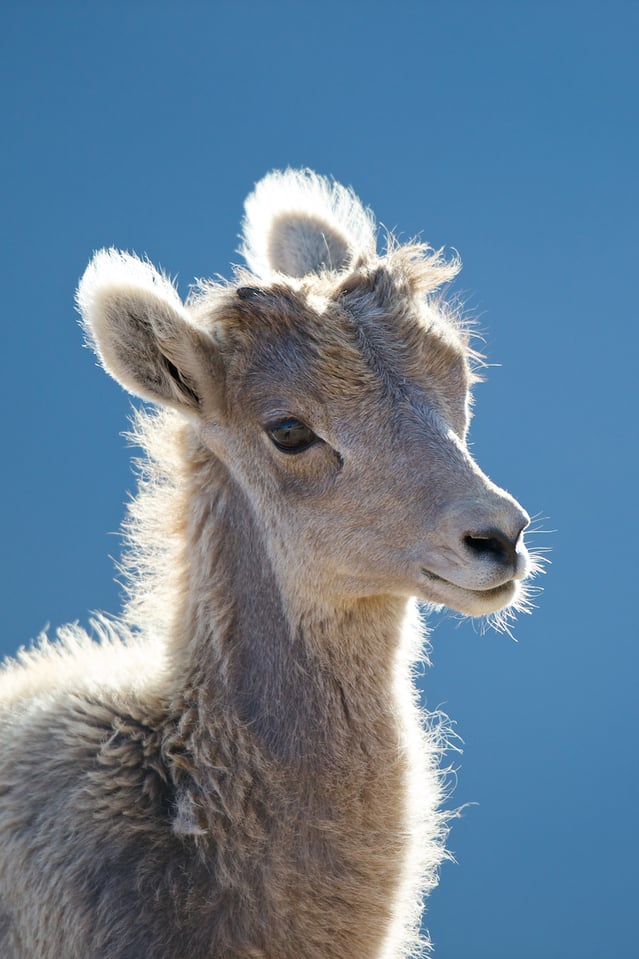 Bighorn Sheep Lamb Bighorn Sheep Lamb