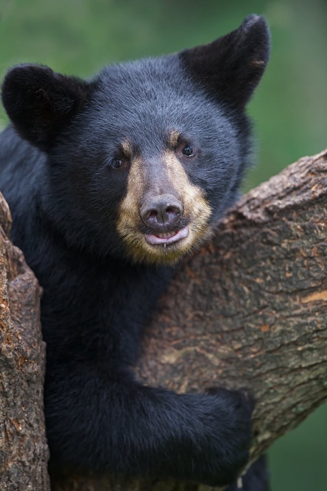 Black Bear Cub