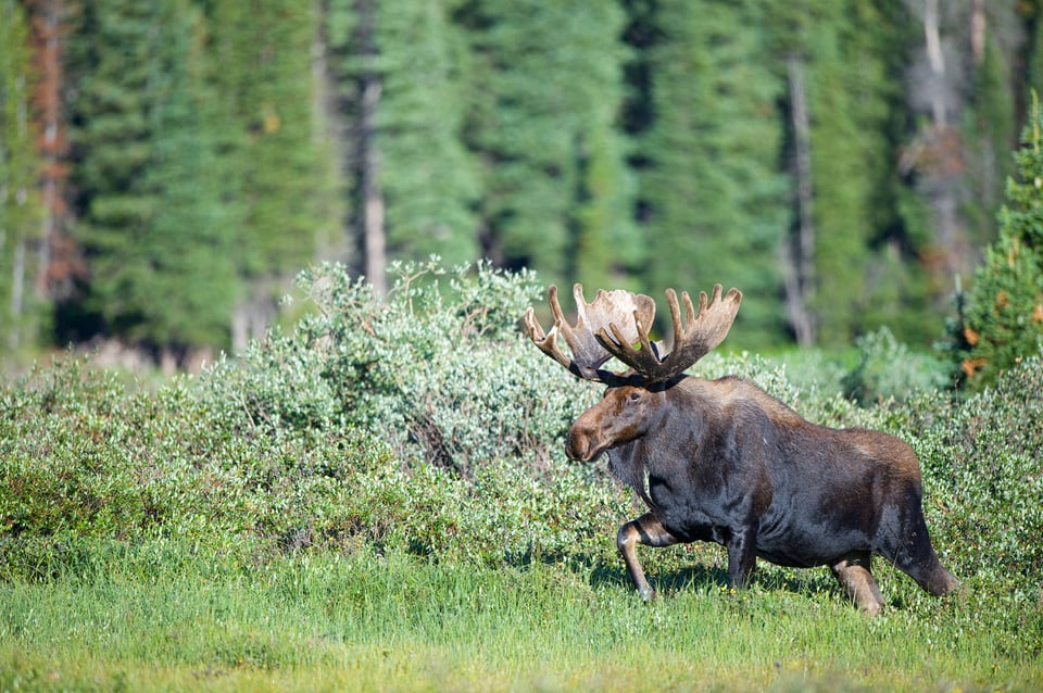 Bull Moose Bull Moose