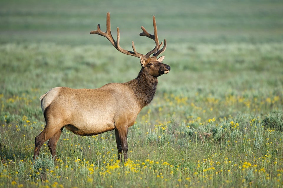 Bull Elk in Velvet Bull Elk in Velvet