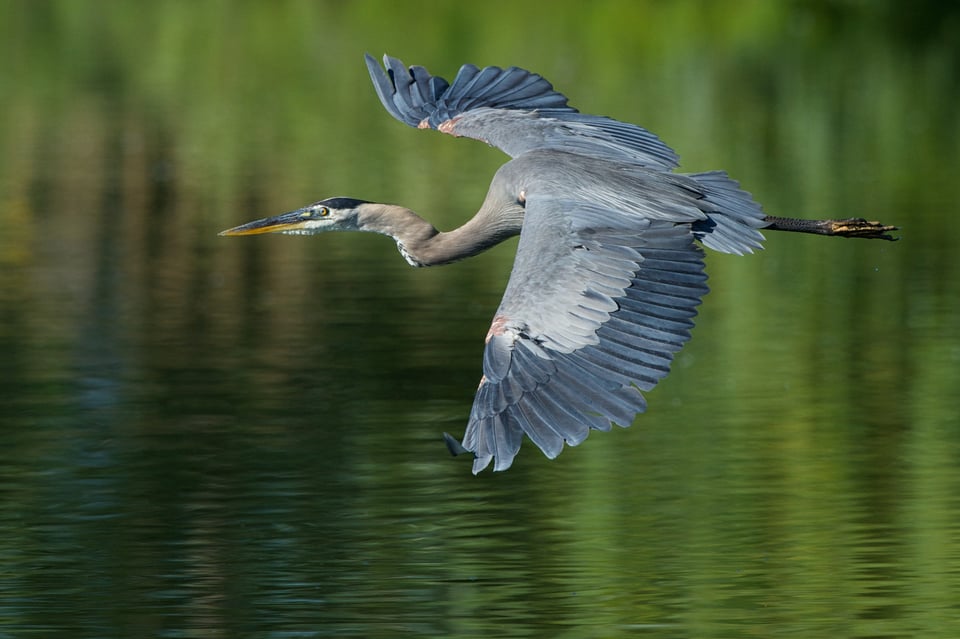 Great Blue Heron in Flight