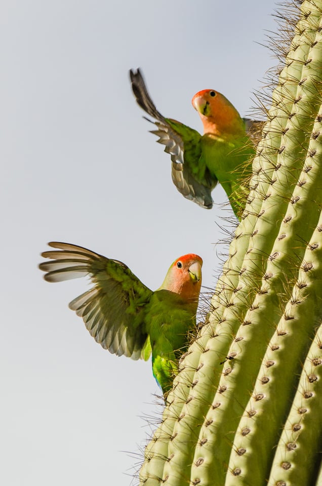 Lovebird - Hill Garden