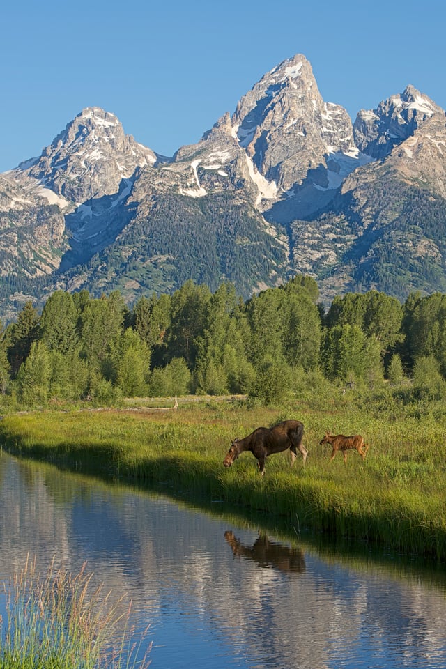 Moose Cow and Calf