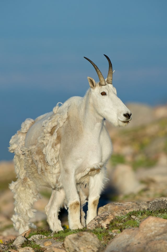 Mountain Goat Mountain Goat