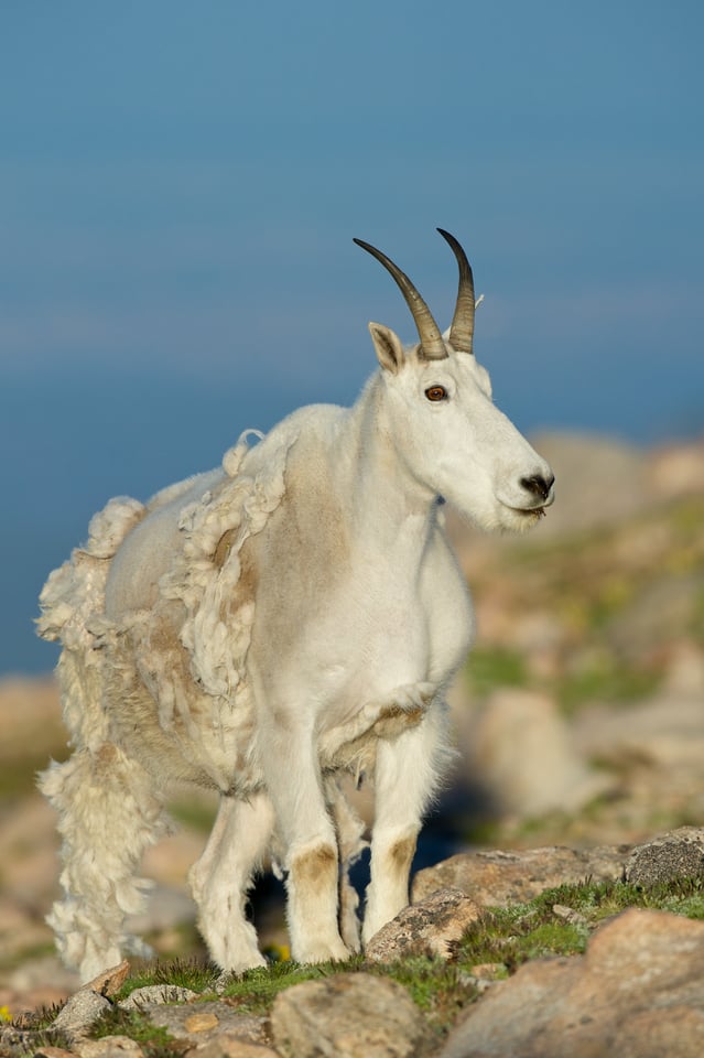 Mountain Goat