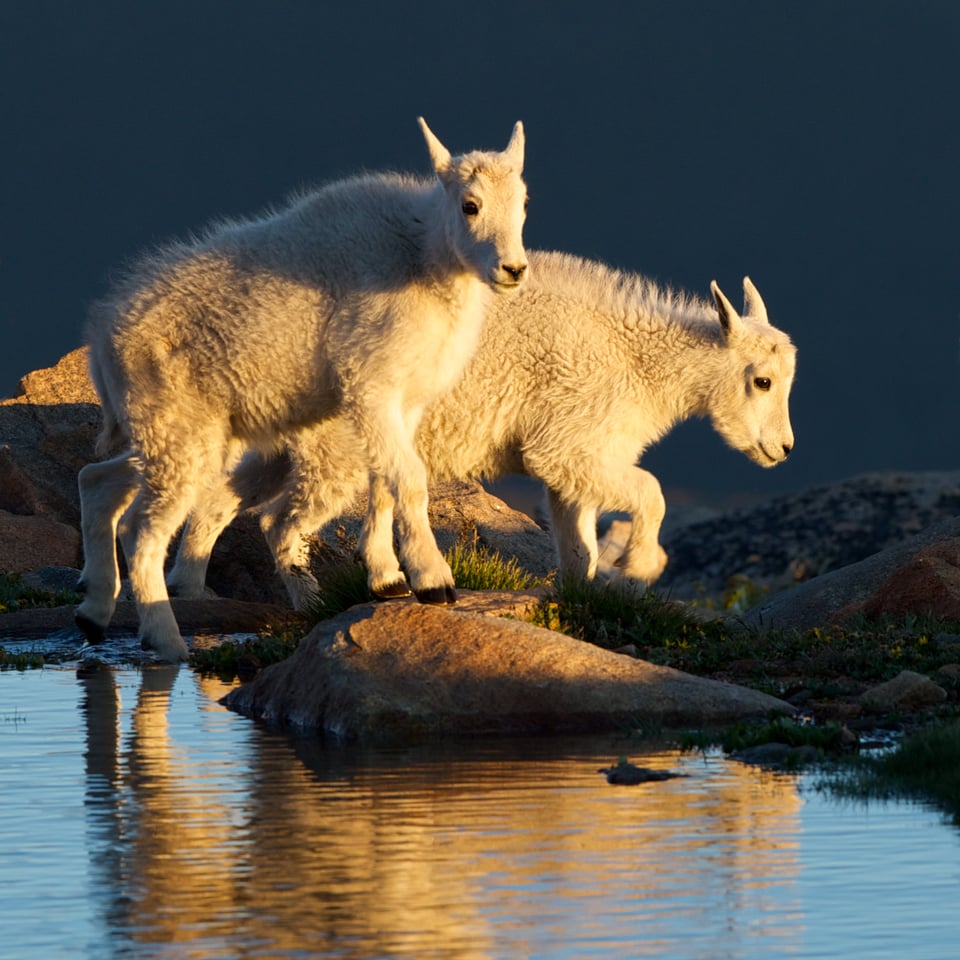 Mountain Goat Kids at Last Light Mountain Goat Kids at Last Light