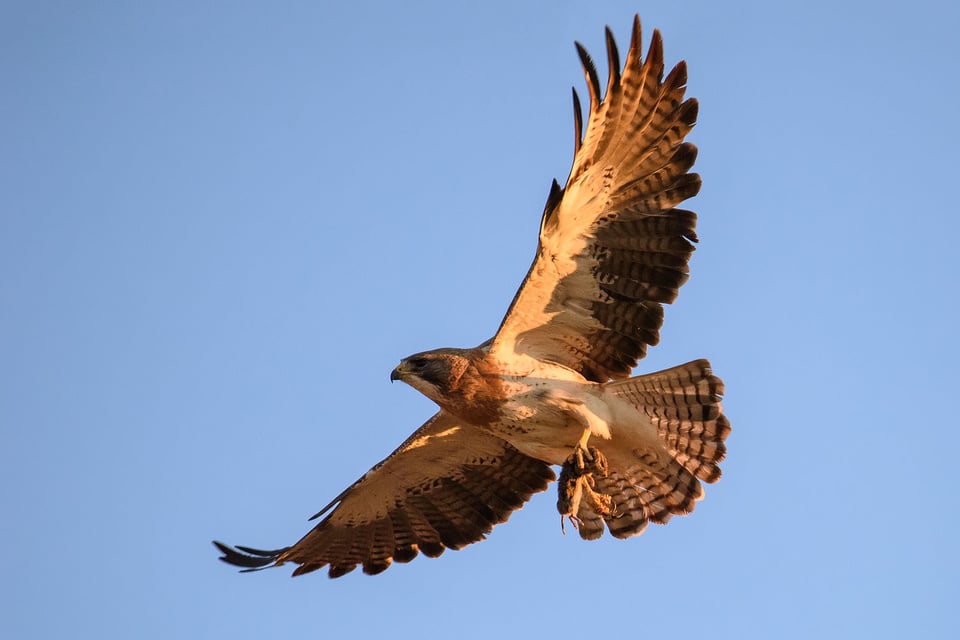 Nikon D810 Bird Photography (2) Nikon D810 Bird Photography (2)