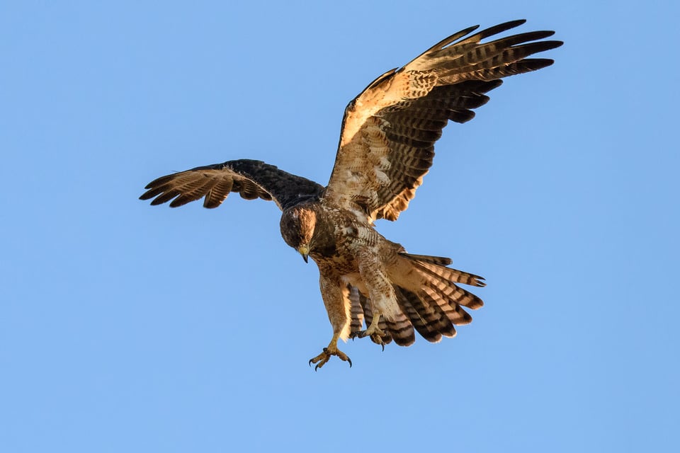 Nikon D810 Bird Photography (3) Nikon D810 Bird Photography (3)