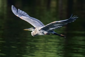 Nikon D810 Bird Photography (5)