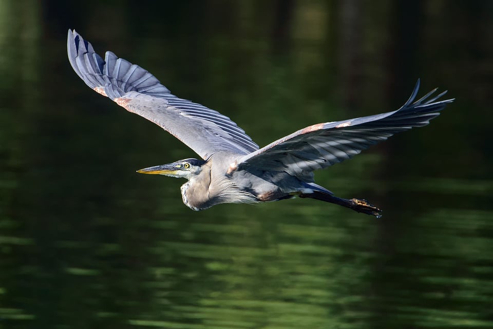 Nikon D810 Bird Photography (5) Nikon D810 Bird Photography (5)