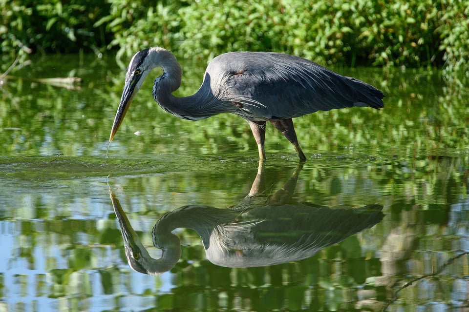 Nikon D810 Bird Photography (6) Nikon D810 Bird Photography (6)