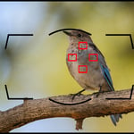 Nikon Dynamic-Area AF