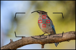 Nikon Dynamic-Area AF