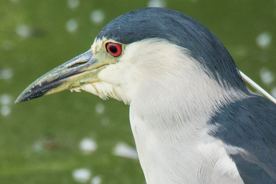 Black-crowned Night Heron