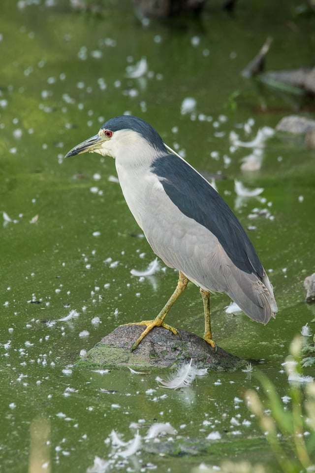 Black-crowned Night Heron