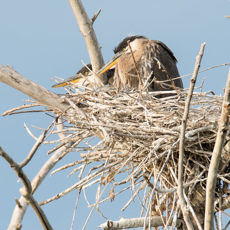 Great Blue Heron Nest