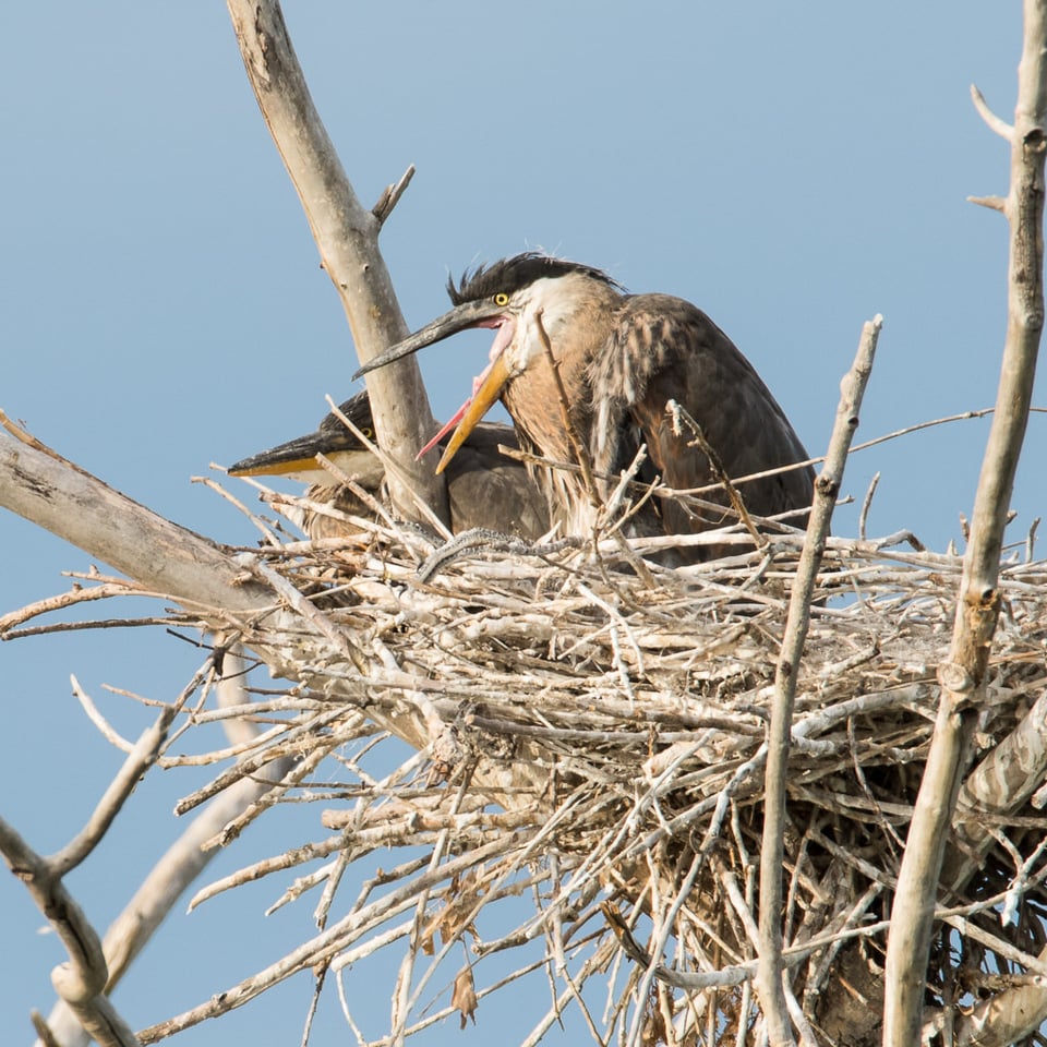 Heron Nest