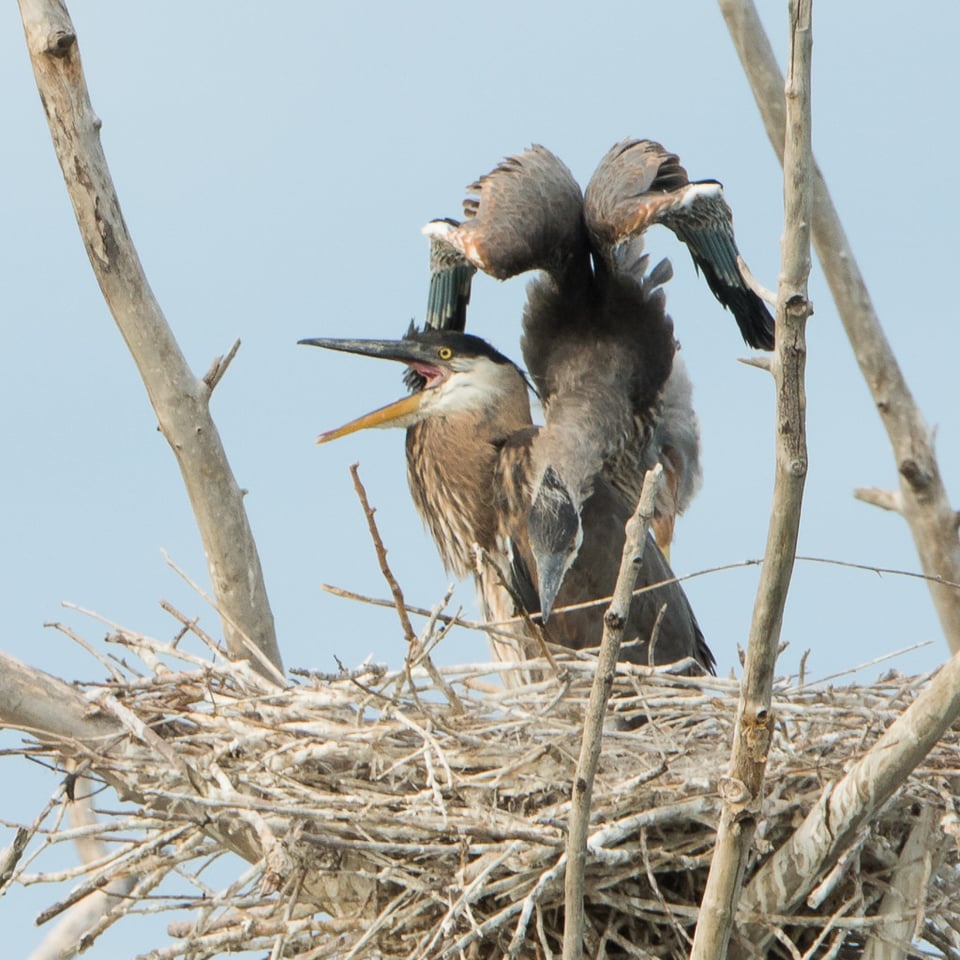 Heron Nest