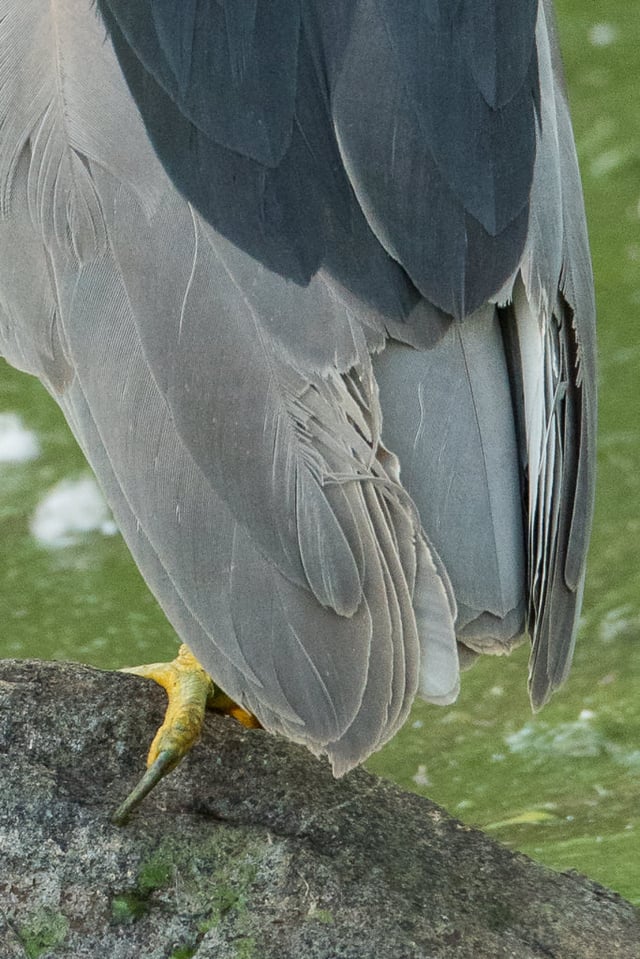 Black-crowned Night Heron Crop