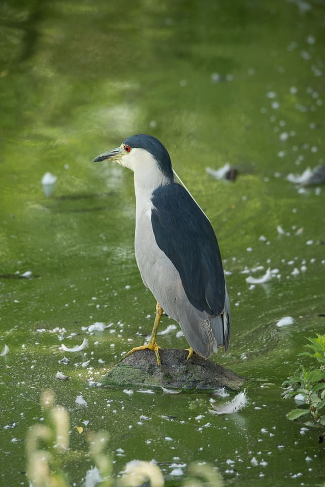 Black-crowned Night Heron