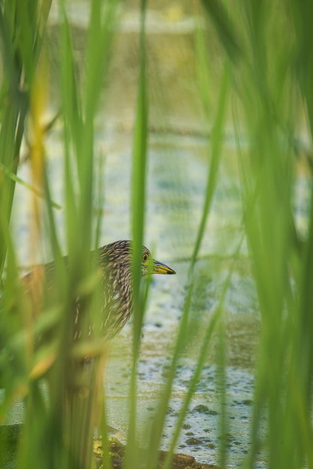 Verm-BCNH-juv-Belmar-Park-5306