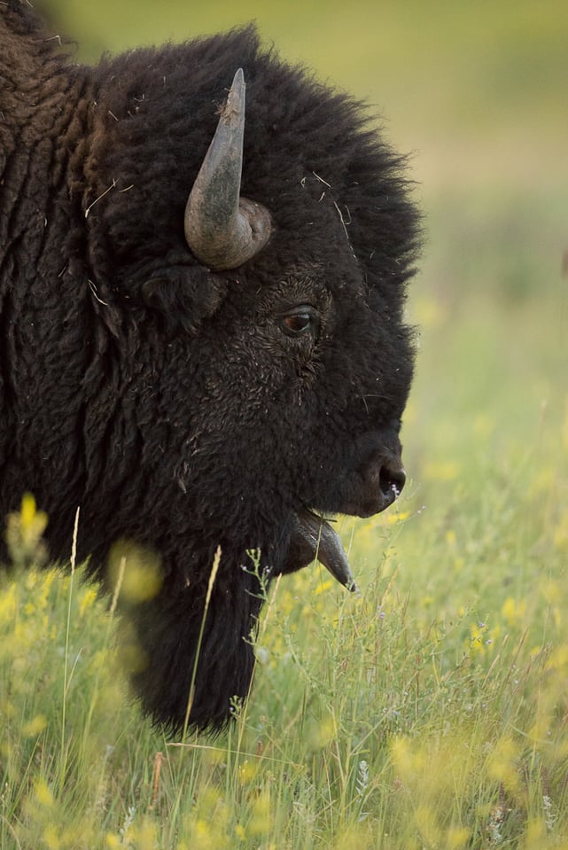 Verm-Buffalo-Black-Hills-9685