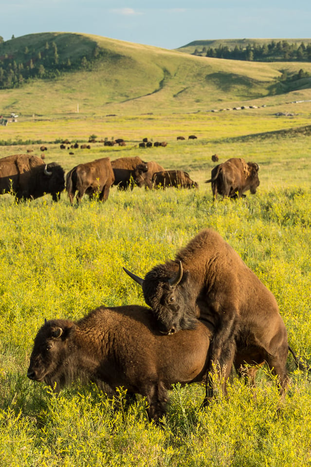 Verm-Buffalo-hump-Black-Hills-3829