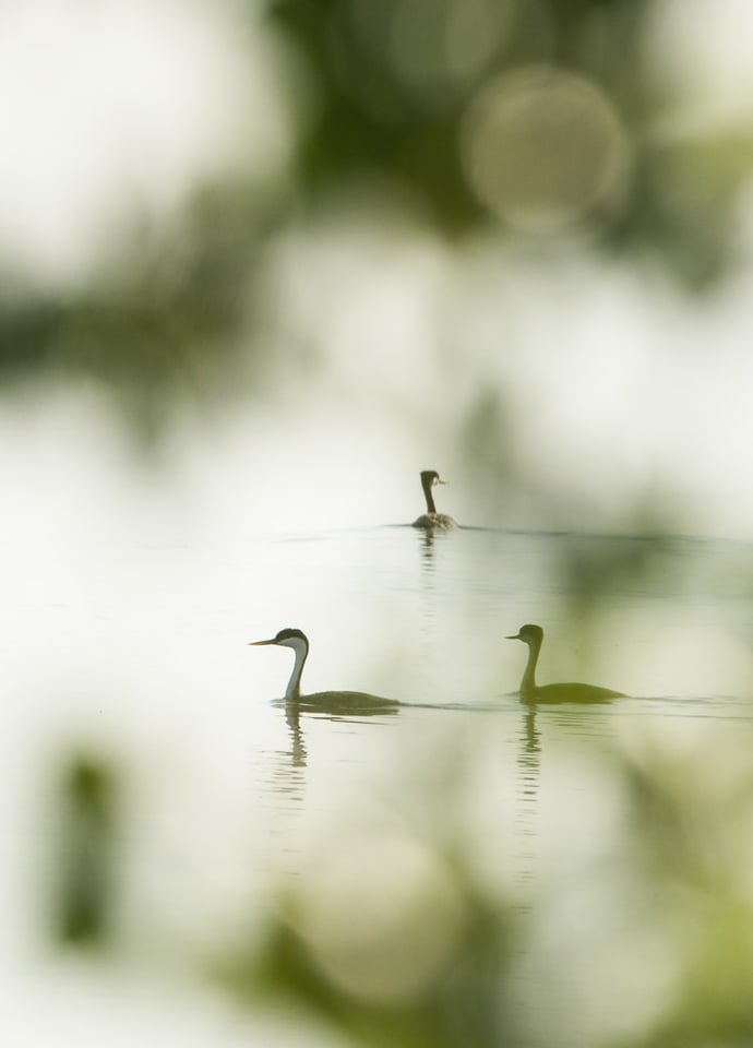 Verm-Clarks-Grebes-Fossil-Creek-Res-4188