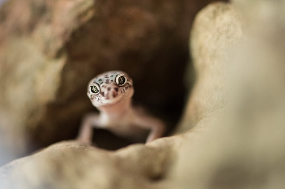 Verm-Dewey-captive-Fossil-Creek-Res-4471